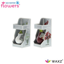 Kamerplant 2x Waxz Colorz in Gift Box - Pot Ø 7cm Hoogte ↕ 15cm
