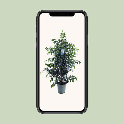 Kamerplant - Ficus Benjamina Midnight Lady - Pot Ø 27cm Hoogte ↕ 140cm