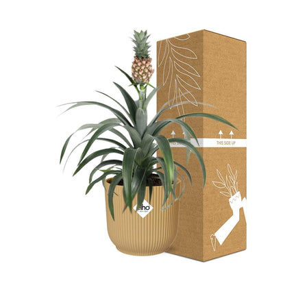 Kamerplant - Ananas Mi Amigo - Pot Ø 14cm
