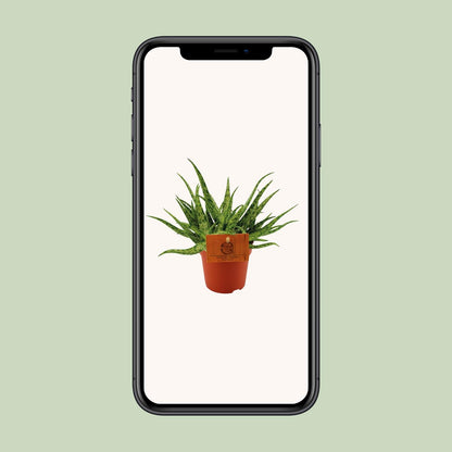 Kamerplant - Aloe Spider - Pot Ø 10,5cm Hoogte ↕ 15cm