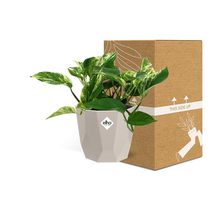 Kamerplant - Scindapsus (Epipremnum) Marble Queen - Pot Ø 14cm