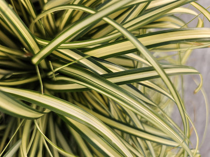 Buitenplant 24x Carex oshim. 'Evergold' - Pot Ø 9cm Hoogte ↕ 10-25cm