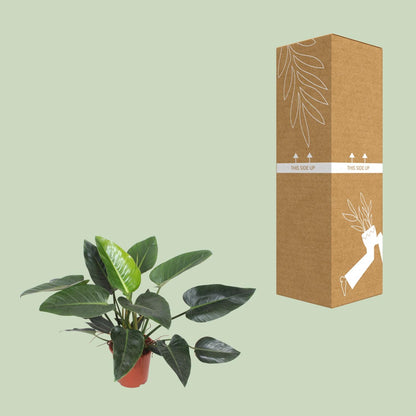 Kamerplant - Philodendron Congo Green - Pot Ø 27cm Hoogte ↕ 90cm