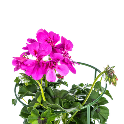 Buitenplant 8x Pelargonium Peltatum Violet - Bloeiend - Pot Ø 12cm Hoogte ↕ 20cm
