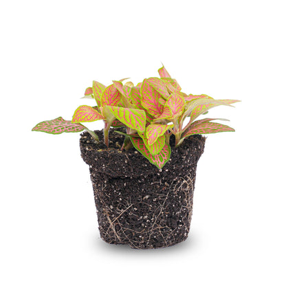 Kamerplant - Fittonia Mozaiekplantje - Oranje, Roze, Ruby & Lime - Pot Ø 8cm