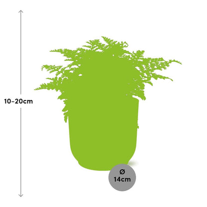 Kamerplant - Asplenium Parvati - Pot Ø 14cm