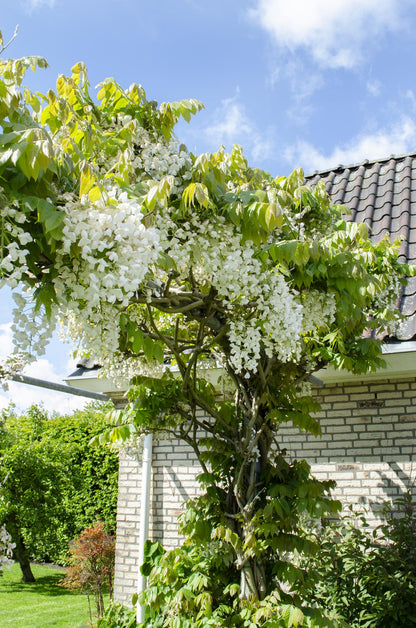 Buitenplant - Wisteria floribunda Alba - Bloeiend - Pot Ø 15cm Hoogte ↕ 65cm