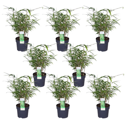 Buitenplant 8x Fargesia rufa - Pot Ø 14cm Hoogte ↕ 40cm