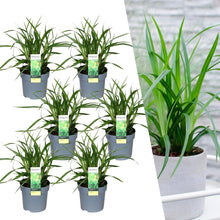 Buitenplant 6x Carex morrowi 'Irish Green' - Pot Ø 14cm Hoogte ↕ 25cm