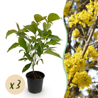 Buitenplant 3x Cornus mas - Bloeiend - Pot Ø 12cm Hoogte ↕ 35cm