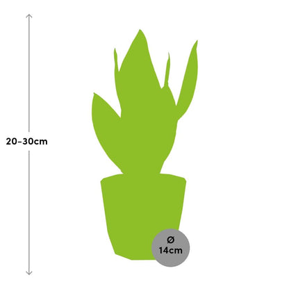 Kamerplant - Sansevieria Futura Superba - Pot Ø 14cm