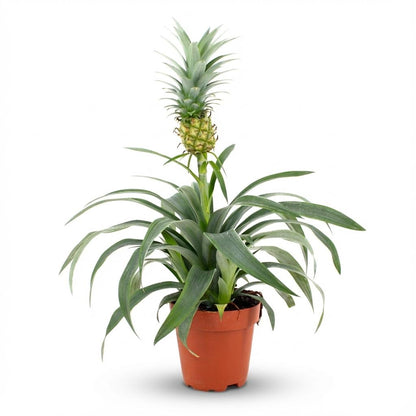 Kamerplant - Ananasplant Mi Amigo - Pot Ø 12cm Hoogte ↕ 35-40cm