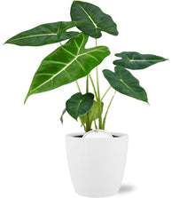 Kamerplant - Alocasia Frydek - Pot Ø 12cm Hoogte ↕ 35cm