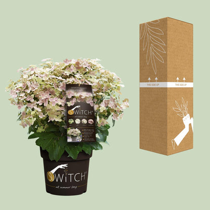 Buitenplant - Hydrangea paniculata '(S)witch Ophelia' - Bloeiend - Pot Ø 19cm Hoogte ↕ 25cm