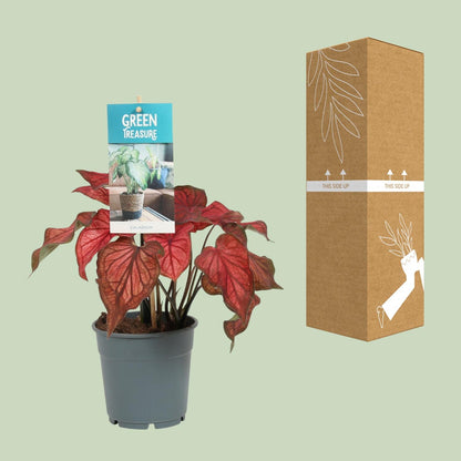 Kamerplant - Caladium Rood - Pot Ø 12cm Hoogte ↕ 25cm