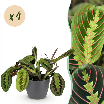 Kamerplant 4x Maranta Fascinator Tricolour - Gebedsplant - Pot Ø 12cm Hoogte ↕ 25cm