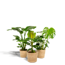 Kamerplanten set - Monstera Deliciosa + Alocasia Zebrina + Strelitzia Nicolai - Inclusief siermand
