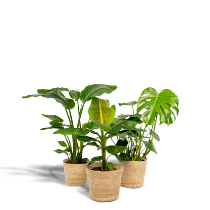 Kamerplanten set - Monstera Deliciosa + Alocasia Zebrina + Strelitzia Nicolai - Inclusief siermand