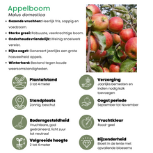 Buitenplant 4x Biologische Fruitbomen - Appel, Peer, Kers en Pruim - Pot Ø 20cm Hoogte ↕ 60cm