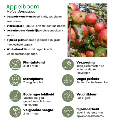 Buitenplant 4x Biologische Fruitbomen - Appel, Peer, Kers en Pruim - Pot Ø 20cm Hoogte ↕ 60cm