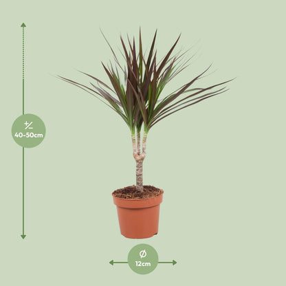 Kamerplant - Dracaena Magenta - Pot Ø 12cm Hoogte ↕ 50cm