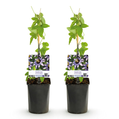 Buitenplant 2x Passiflora 'Damsels Delight' - Bloeiend - Pot Ø 11cm Hoogte ↕ 40cm