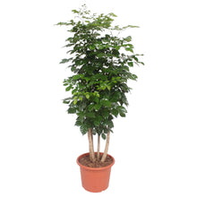XL Kamerplant - Radermachera Hainanensis - Pot Ø 40cm Hoogte ↕ 190cm