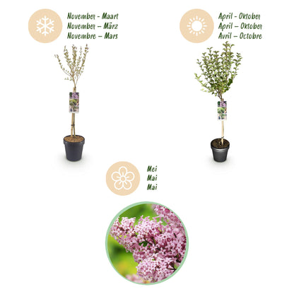 Buitenplant - Syringa meyeri 'Palibin' op stam - Winterhard - Pot Ø 19cm Hoogte ↕ 90cm