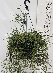 Kamerplant - Rhipsalis Pilocarpa - Pot Ø 25cm Hoogte ↕ 50cm