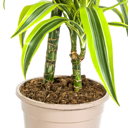 Kamerplant - Dracaena Deremensis Lemon Lime - Pot Ø 19cm Hoogte ↕ 70-90cm