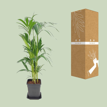 Kamerplant - Howea Forsteriana - Pot Ø 21cm Hoogte ↕ 110cm