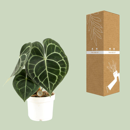 Kamerplant - Anthurium Clarinervium - Pot Ø 12cm Hoogte ↕ 30cm