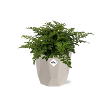 Kamerplant - Asplenium Parvati - Pot Ø 14cm
