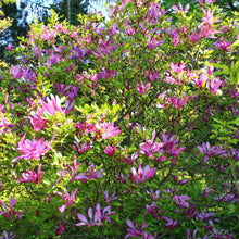 Buitenplant - Magnolia Susan - Bloeiend - Pot Ø 17cm Hoogte ↕ 45cm