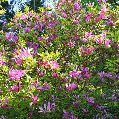 Buitenplant - Magnolia Susan - Bloeiend - Pot Ø 17cm Hoogte ↕ 45cm