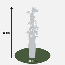 Buitenplant 3x Parthenocissus tricuspidata 'Veitch Boskoop' - Pot Ø 15cm Hoogte ↕ 65cm