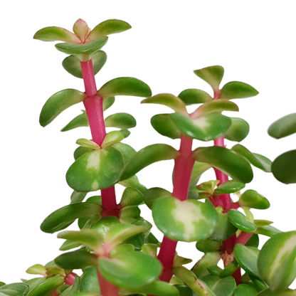 Kamerplant - Portulacaria afra mediopicta - in witte pot - Pot Ø 10,5cm