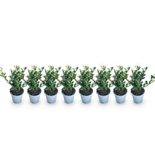 Buitenplant 8x Ilex crenata Caroline Upright - Haagplant - Groenblijvend - Pot Ø 9cm Hoogte ↕ 25-30cm