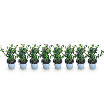 Buitenplant 8x Ilex crenata Caroline Upright - Haagplant - Groenblijvend - Pot Ø 9cm Hoogte ↕ 25-30cm