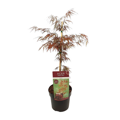 Buitenplant - Acer palmatum 'Garnet' - Pot Ø 19cm Hoogte ↕ 40cm