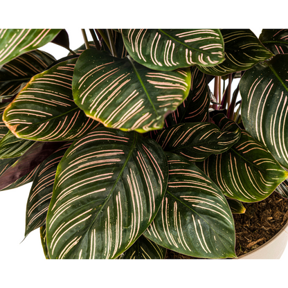Kamerplant - Calathea Ornata Sanderiana - Pot Ø 27cm Hoogte ↕ 60-80cm