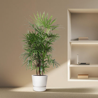 Kamerplant - Rhapis Excelsa - Pot Ø 34cm Hoogte ↕ 190cm