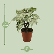 Kamerplant - Aphelandra White Wash - Pot Ø 15cm Hoogte ↕ 50cm
