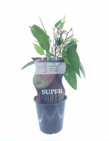 Buitenplant - Actinidia Ken's Red - Pot Ø 12cm Hoogte ↕ 30cm