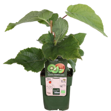 Buitenplant - Actinidia deliciosa 'Jenny' - Kiwi - Pot Ø 13cm Hoogte ↕ 45cm
