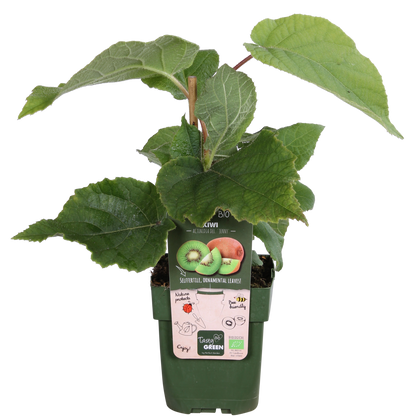 Buitenplant - Actinidia deliciosa 'Jenny' - Kiwi - Pot Ø 13cm Hoogte ↕ 45cm
