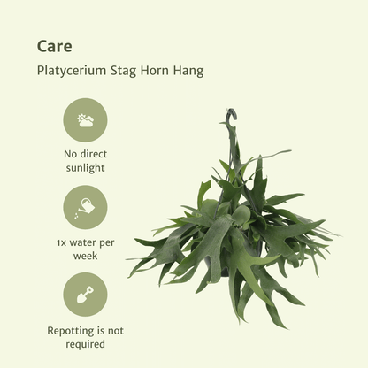 Kamerplant - Platycerium Hertshoorn Hang - Pot Ø 21cm Hoogte ↕ 50cm
