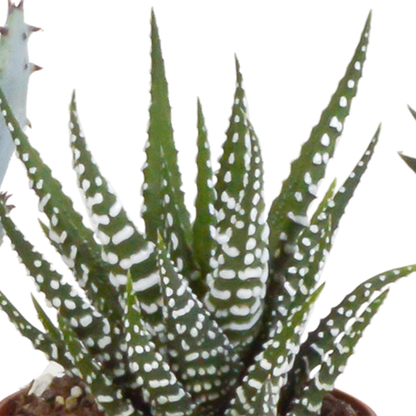 Kamerplant 5x Gasteria/Haworthia mix - terracotta - Pot Ø 5,5cm