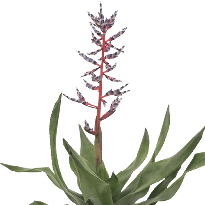 Kamerplant 2x Aechmea Blue Rain - Kokerbromelia - Pot Ø 12cm Hoogte ↕ 45cm