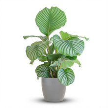 Kamerplant - Calathea Orbifolia met sierpot grijs - Pot Ø 21cm Hoogte ↕ 65cm